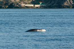 Image of Common Minke Whale