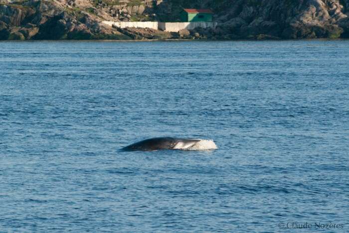 Plancia ëd Balaenoptera acutorostrata Lacépède 1804