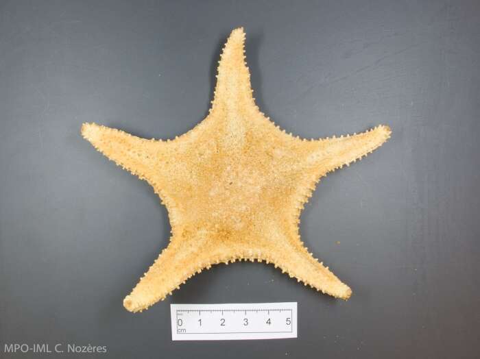 Image of Arctic cushion star