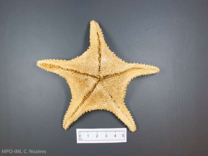 Image of Arctic cushion star