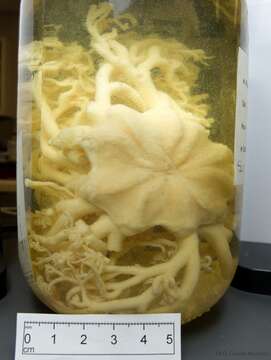 Image of basket star