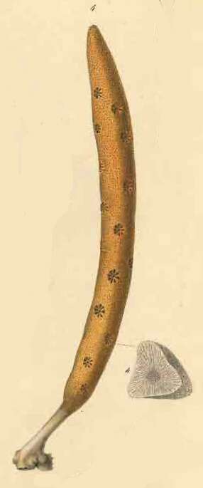 Image of common antler sponge