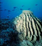 Image of Barrel sponge