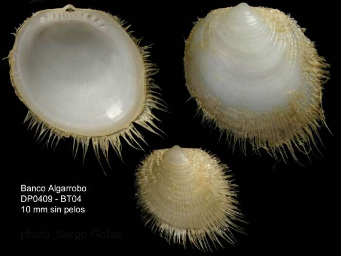 Imagem de Limopsis aurita (Brocchi 1814)