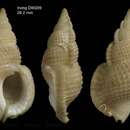 Image of Halgyrineum louisae (Lewis 1974)