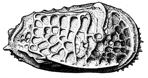 Image of Poseidonamicus Benson 1972