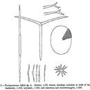 Image of Pachymatisma bifida Burton 1959
