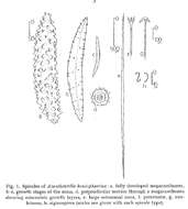 Image of Acanthotetilla hemisphaerica Burton 1959