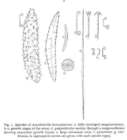 Image de Acanthotetilla hemisphaerica Burton 1959