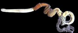 Image of Maine Acorn Worm
