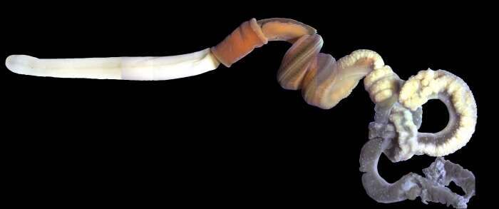 Image of Maine Acorn Worm