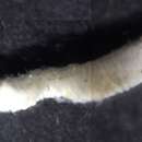 Image of lesser acorn worm