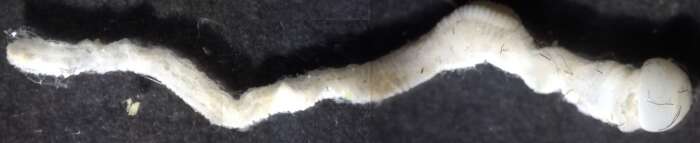 Image of lesser acorn worm