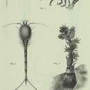 Image of Amathillopsis spinigera Heller 1875