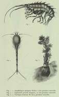 Image of Amathillopsis spinigera Heller 1875