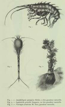 Image of Amathillopsis Heller 1875