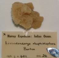 Image of Lissodendoryx (Ectyodoryx) rhaphidiophora (Burton 1959)