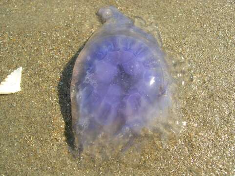 Image of Blue Jellyfish