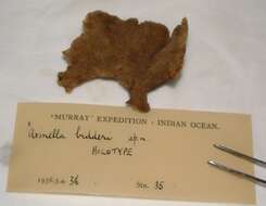 Image of Axinella bidderi Burton 1959