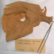 Image of Axinella ventilabrum Burton 1959