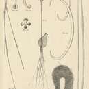 Imagem de Cladorhiza pentacrinus Dendy 1887