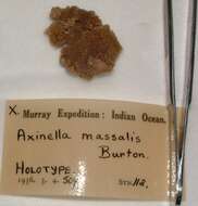 Image of Axinella massalis Burton 1959