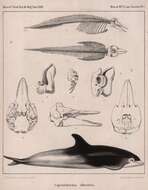 Слика од Lagenorhynchus albirostris (Gray 1846)