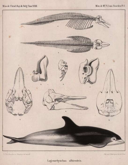 Слика од Lagenorhynchus albirostris (Gray 1846)