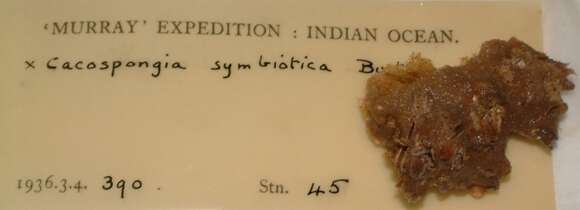 Image of Cacospongia symbiotica Burton 1959