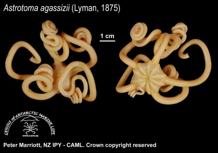 Image of Astrotoma agassizii Lyman 1875