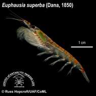 Image of Antarctic Krill