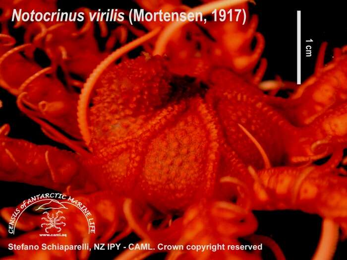Image of Notocrinidae Mortensen 1918