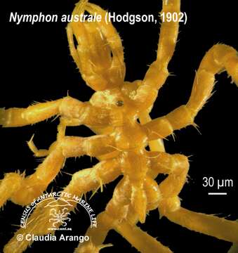 Image of Nymphon australe Hodgson 1902