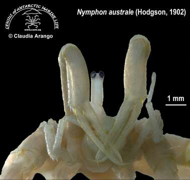 Image of Nymphonidae