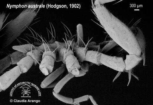 Image of Nymphonidae