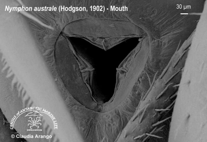 Image of Nymphon australe Hodgson 1902