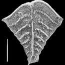 Image of Rugobolivinella elegans (Parr 1932)