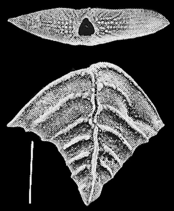 Plancia ëd Rugobolivinella elegans (Parr 1932)