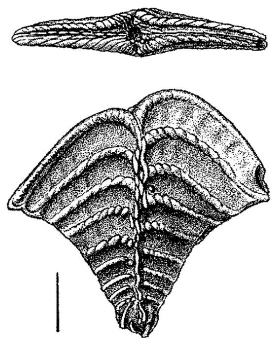 Plancia ëd Rugobolivinella Hayward 1990