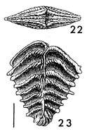 Plancia ëd Rugobolivinella spinosa (Hayward ex Hayward & Brazier 1980)