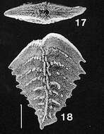 Plancia ëd Rugobolivinella spinosa (Hayward ex Hayward & Brazier 1980)