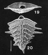 Imagem de Rugobolivinella spinosa (Hayward ex Hayward & Brazier 1980)