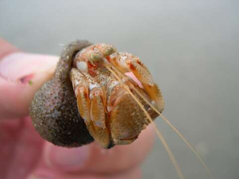 Image of Common hermit crab