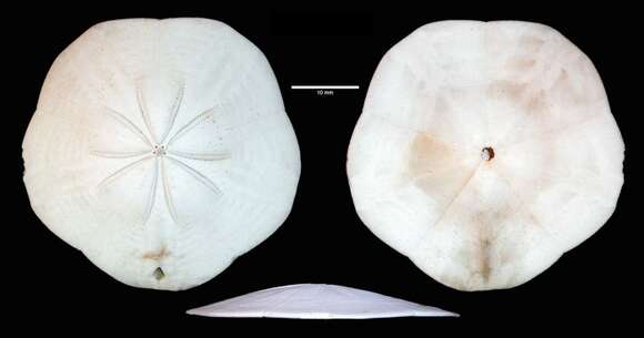 Image of Arachnoides tenuis H. L. Clark 1938