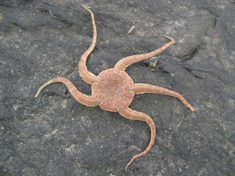 Image of serpent star