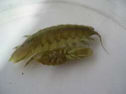 Image of Baltic isopod