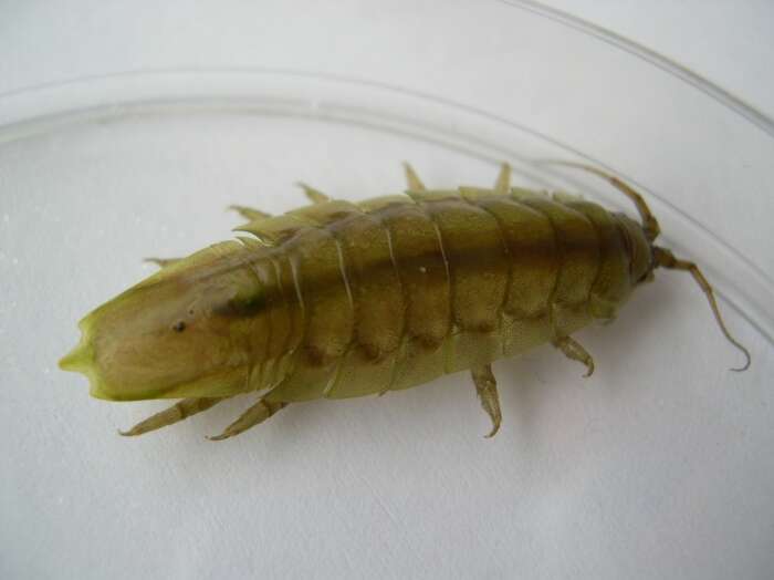 Image of Baltic isopod