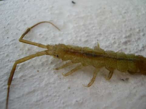 Image of rod-shaped marine isopod