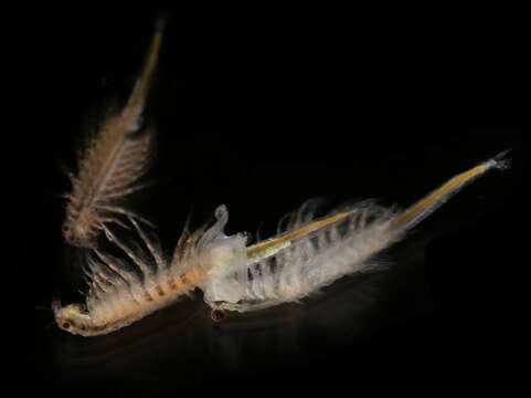 Image of brine shrimps