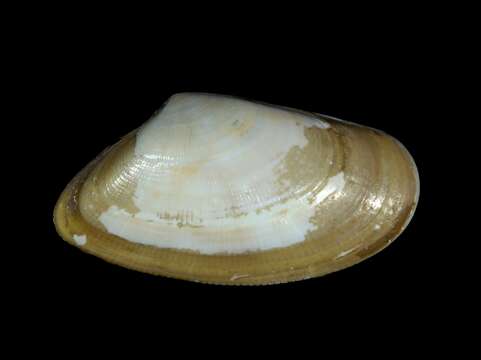 Image of Banded wedge shell